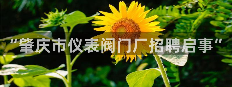 新宝_GG奇迹